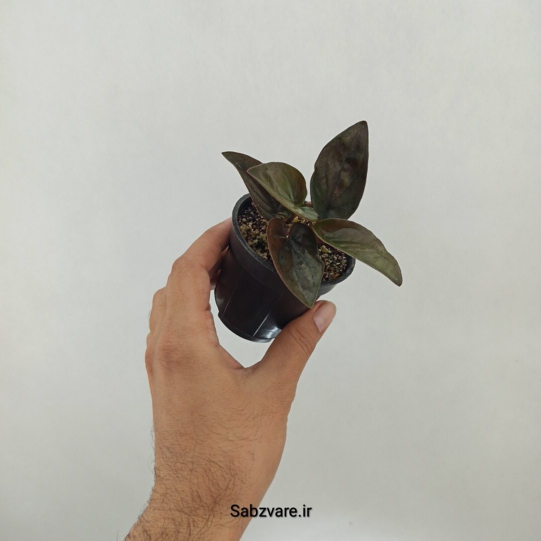 سینگونیوم بلک (K24969) - Image 2