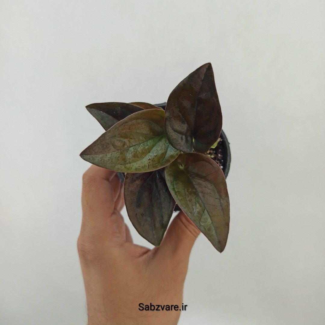 سینگونیوم بلک (K24969)