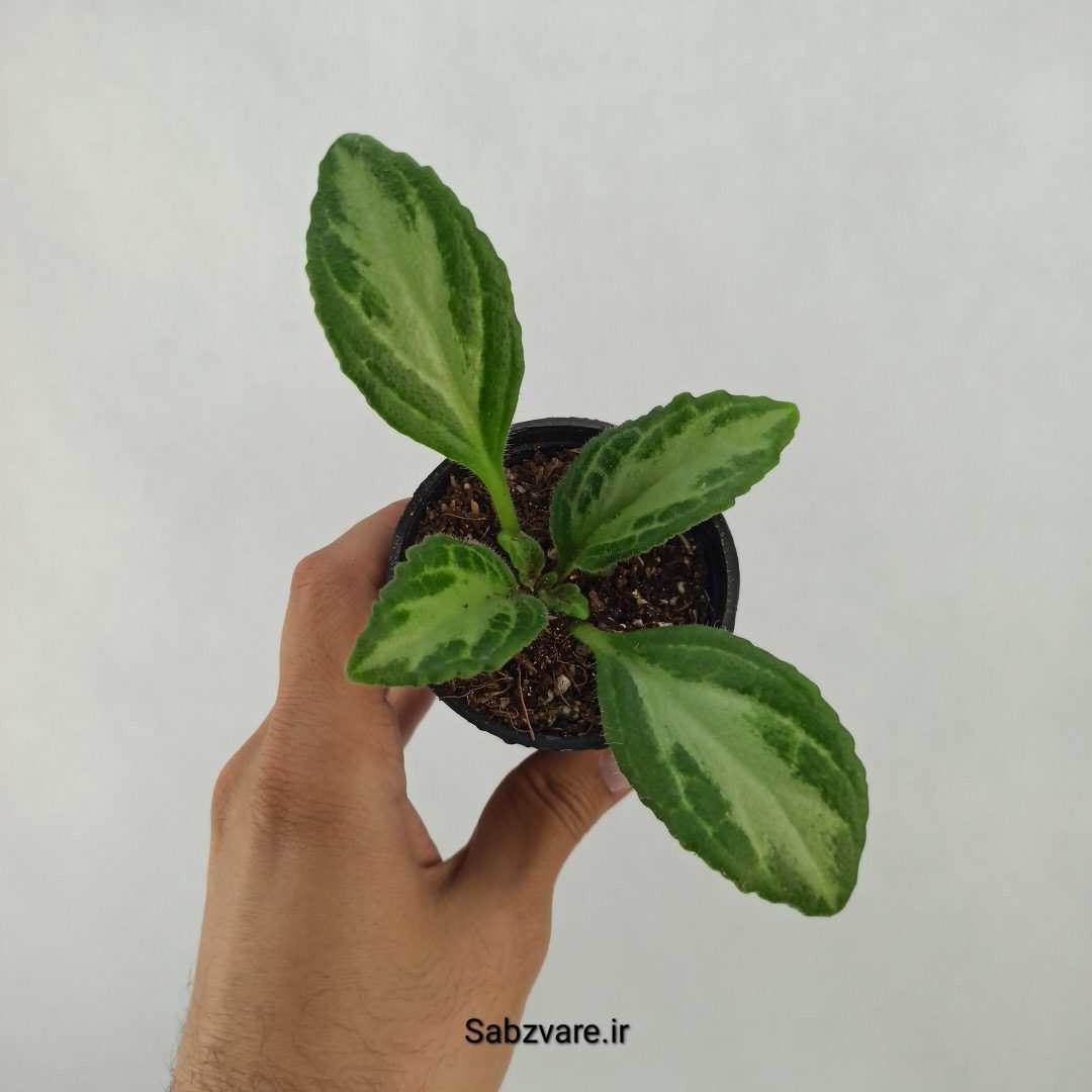 پریمولینا دستینی (L24991)