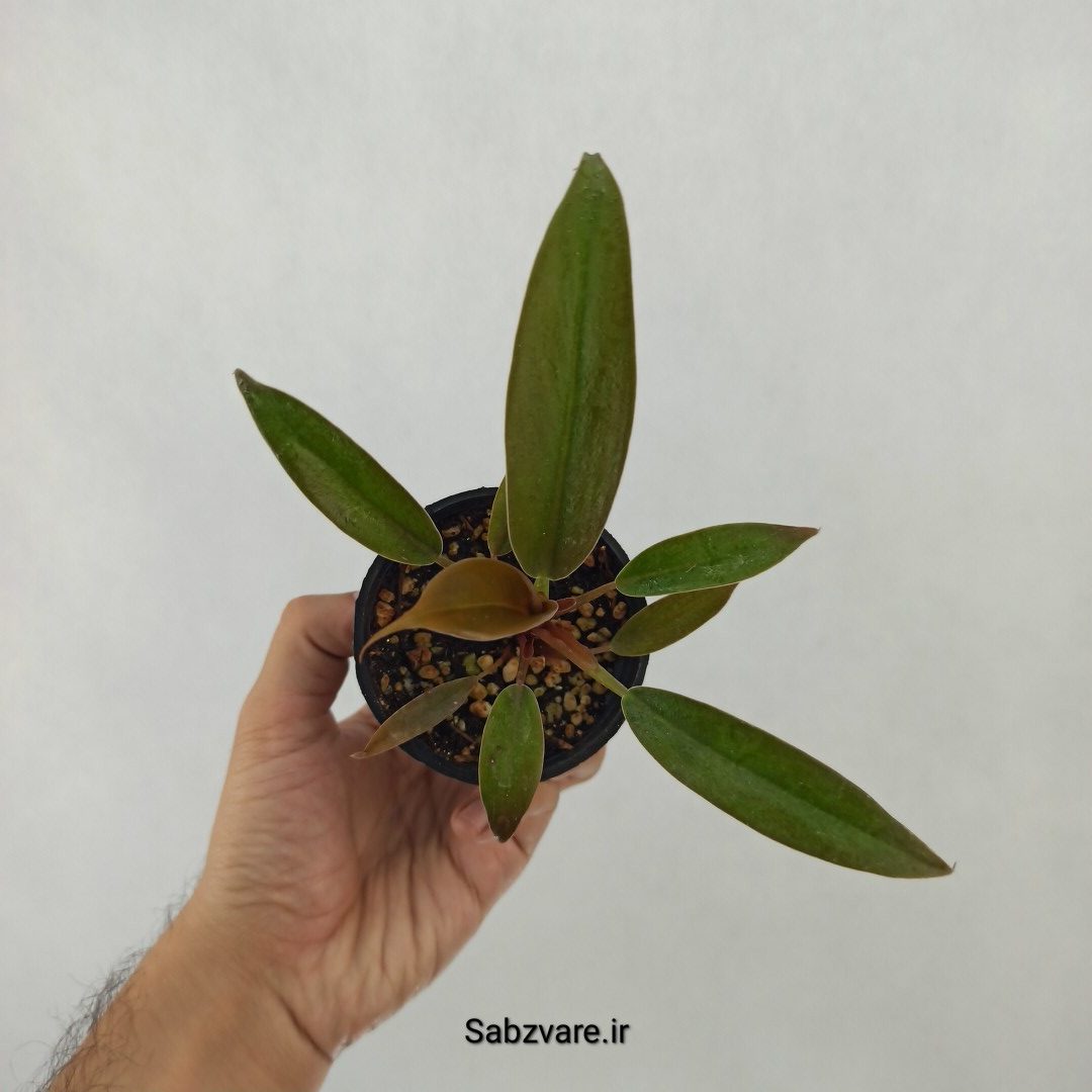 فیلودندرون پاییزی (K24986)