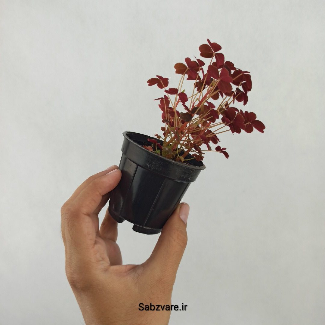 اگزالیس مینیاتوری (K24985) - Image 2