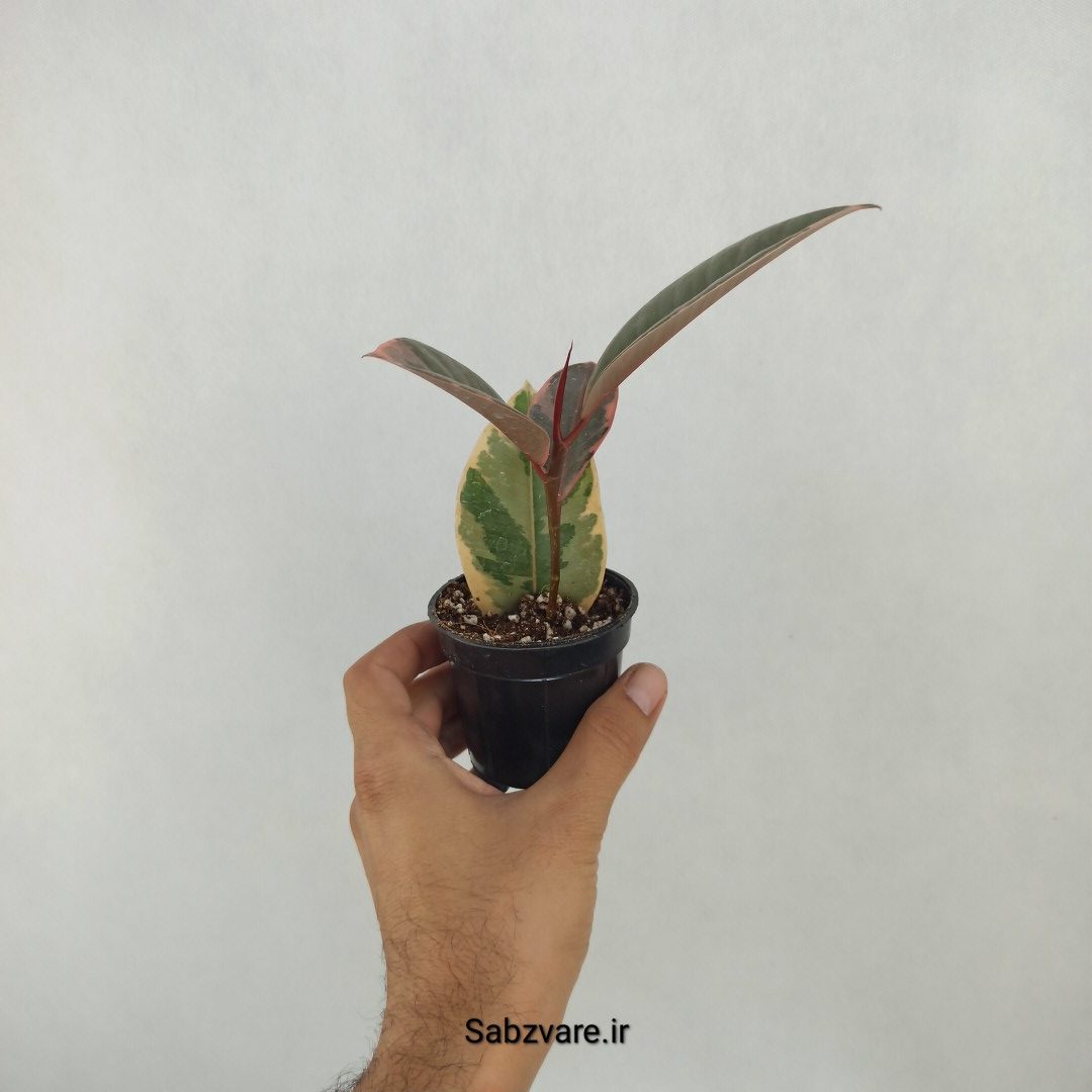 فیکوس شرابی (K24983) - Image 3