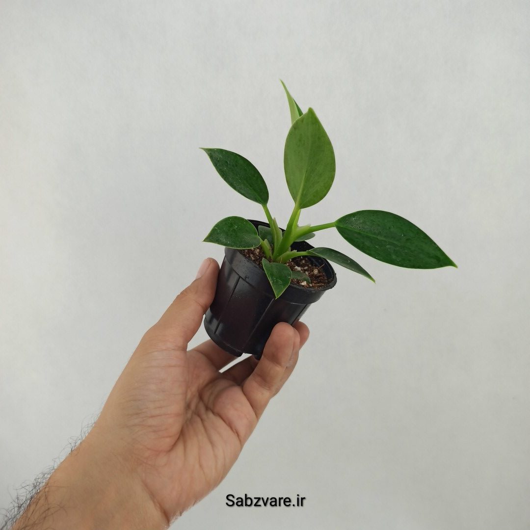 فیلودندرون برکین (K24978) - Image 2