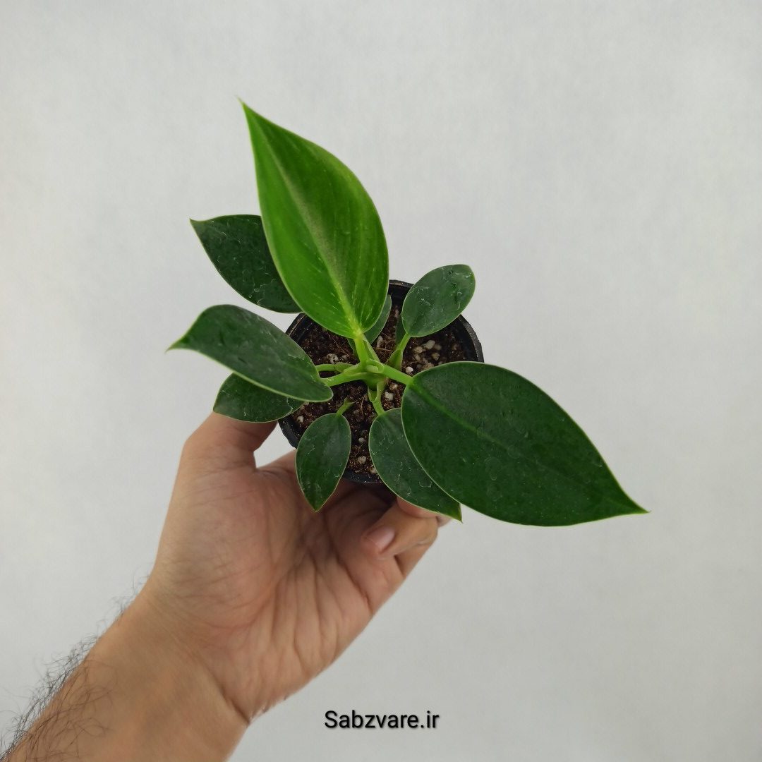 فیلودندرون برکین (K24978)