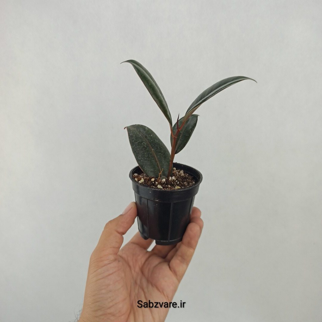 فیکوس سوپر بلک (K24977) - Image 3