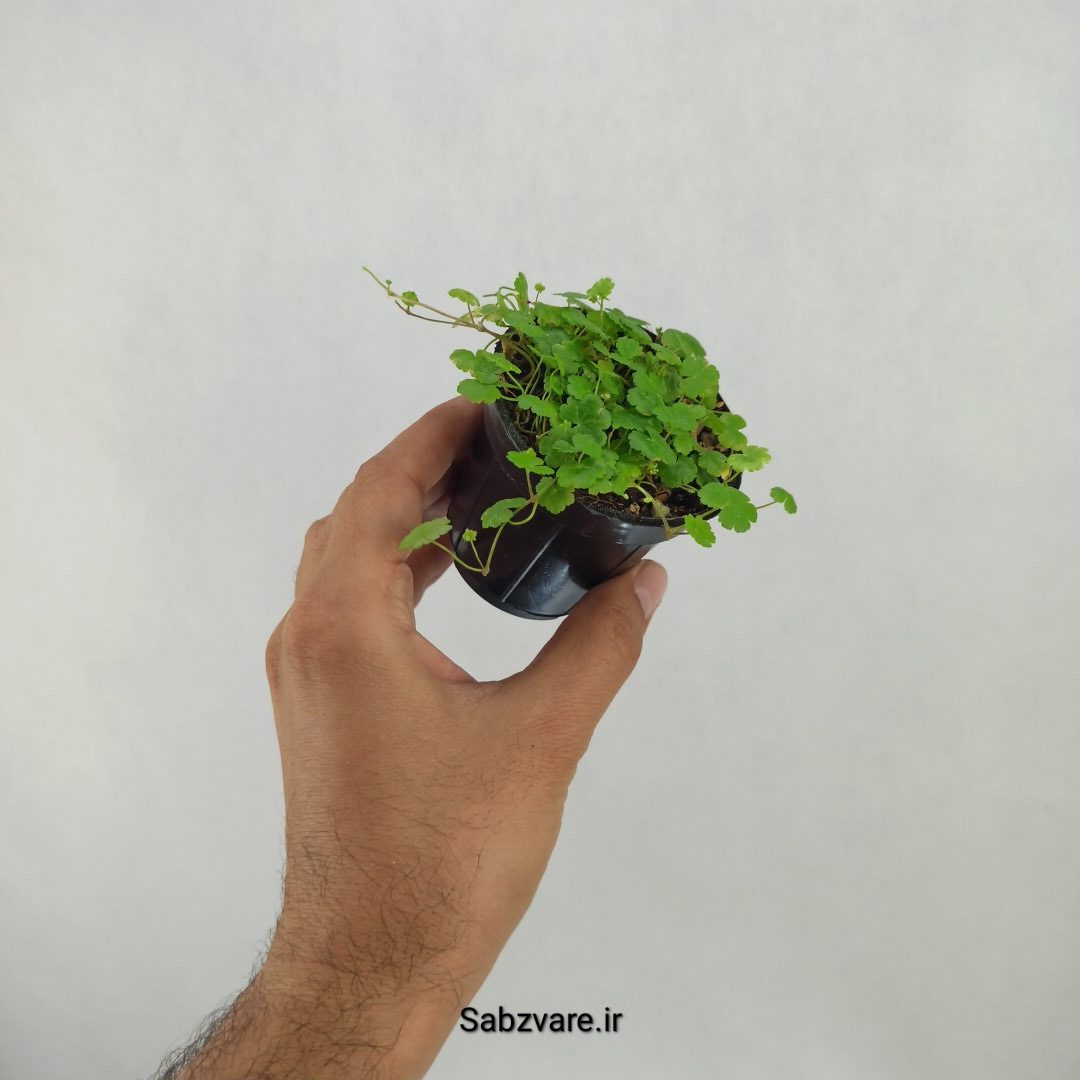 هیدروکوتیل تریپارتیتا (K24976) - Image 2