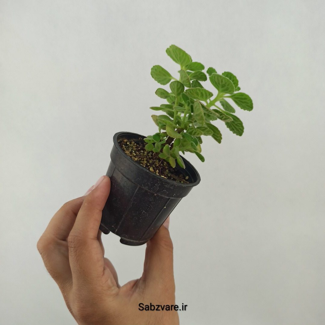 پلکترانتوس معطر (L24992) - Image 3
