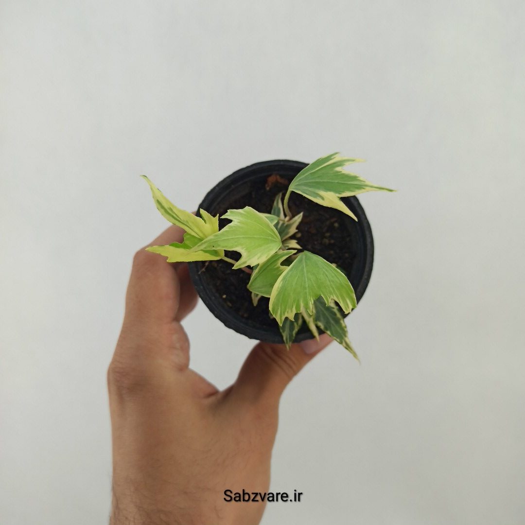 پاپیتال استارلیف ابلق (L24993) - Image 2