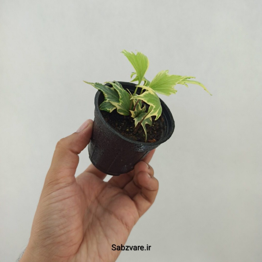 پاپیتال استارلیف ابلق (L24993)