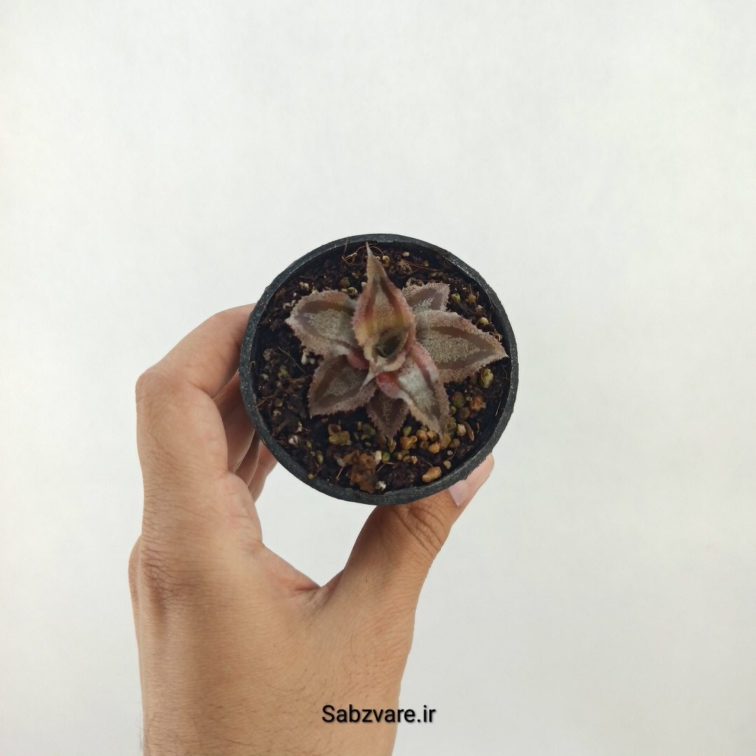 کریپتانتوس شکلاتی (L24994)