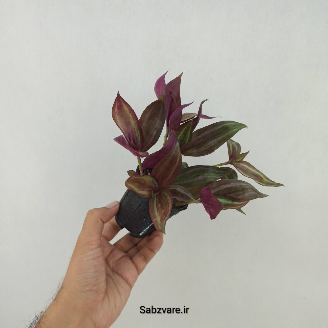 برگ بیدی پوست پیازی (L24998) - Image 2