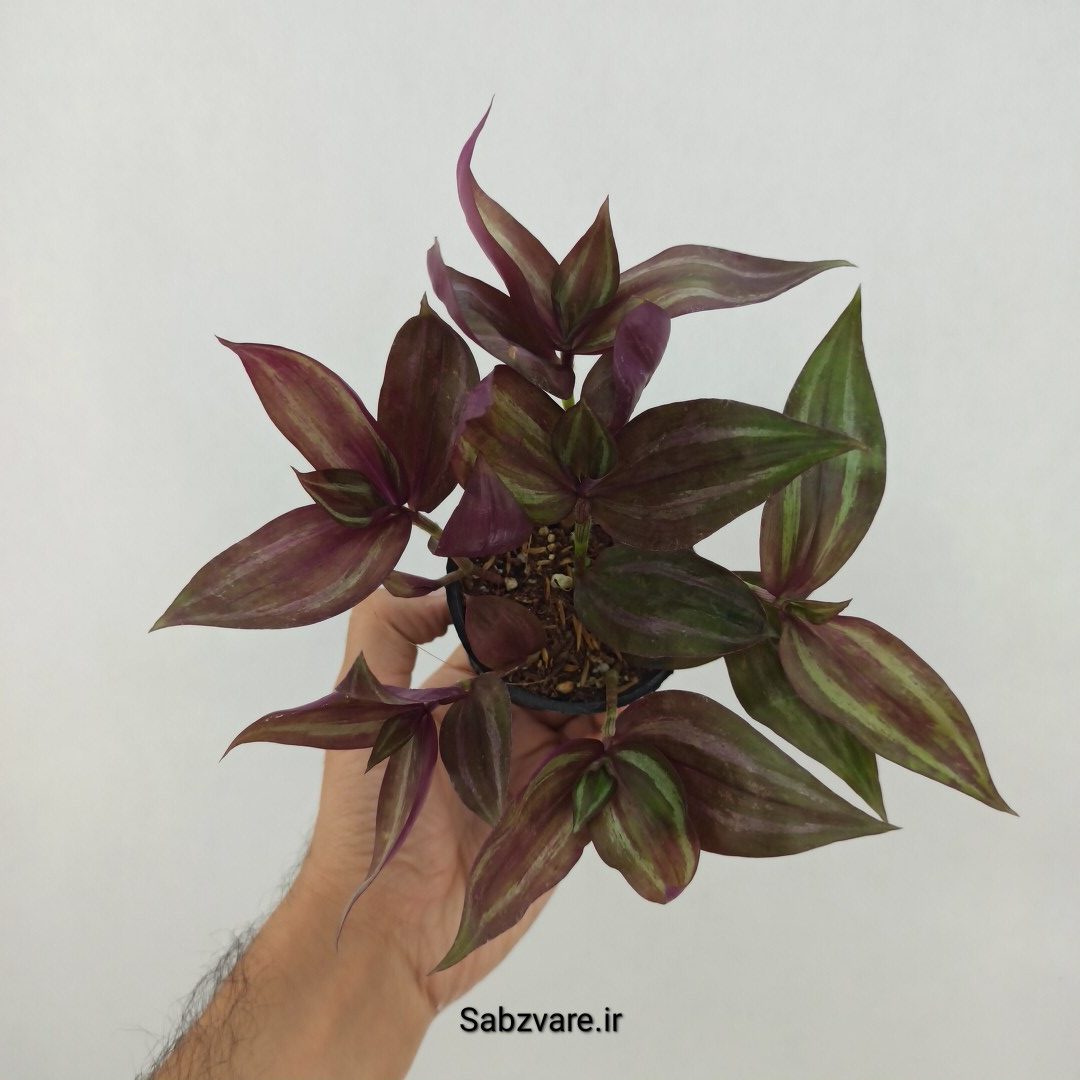 برگ بیدی پوست پیازی (L24998)