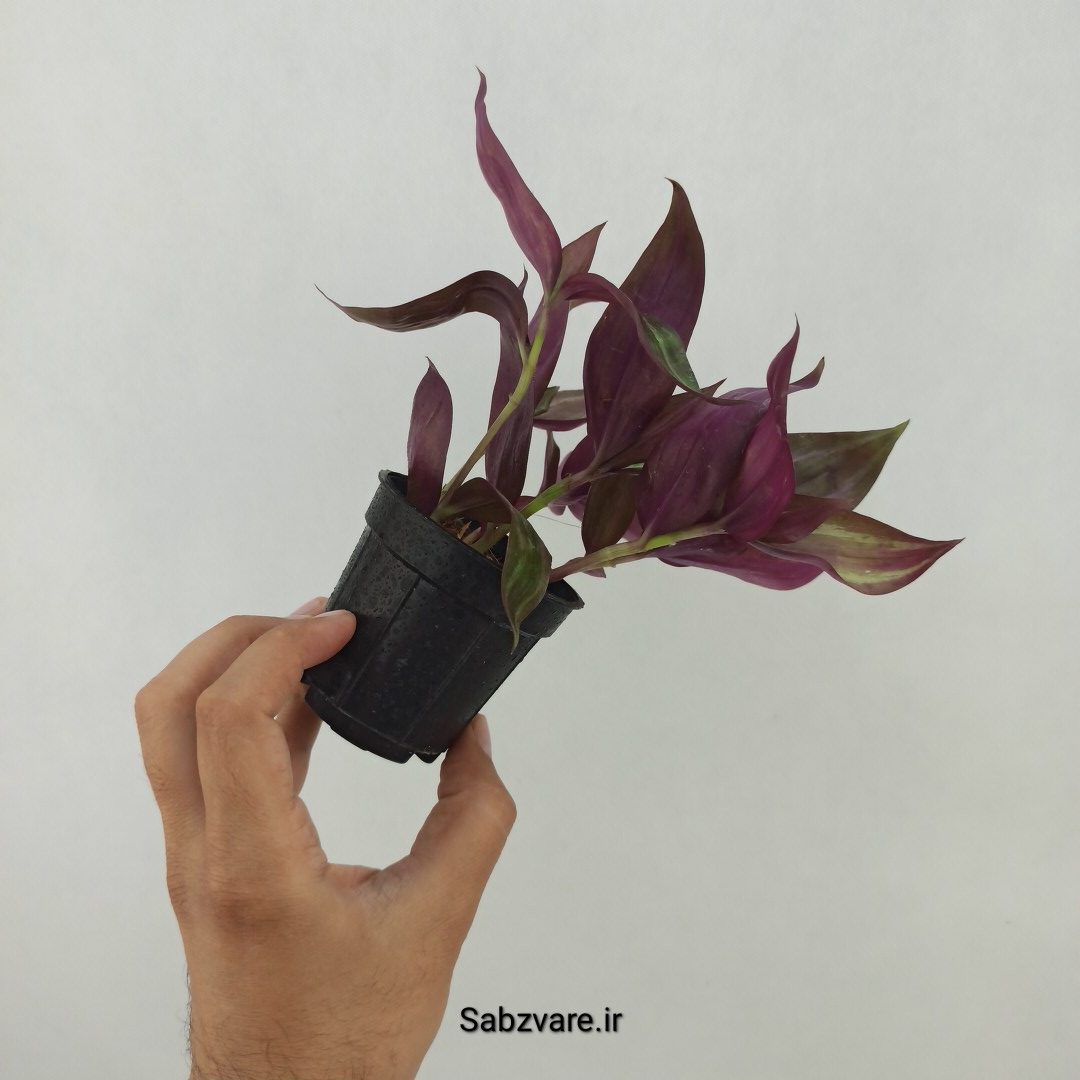 برگ بیدی پوست پیازی (L24998) - Image 3