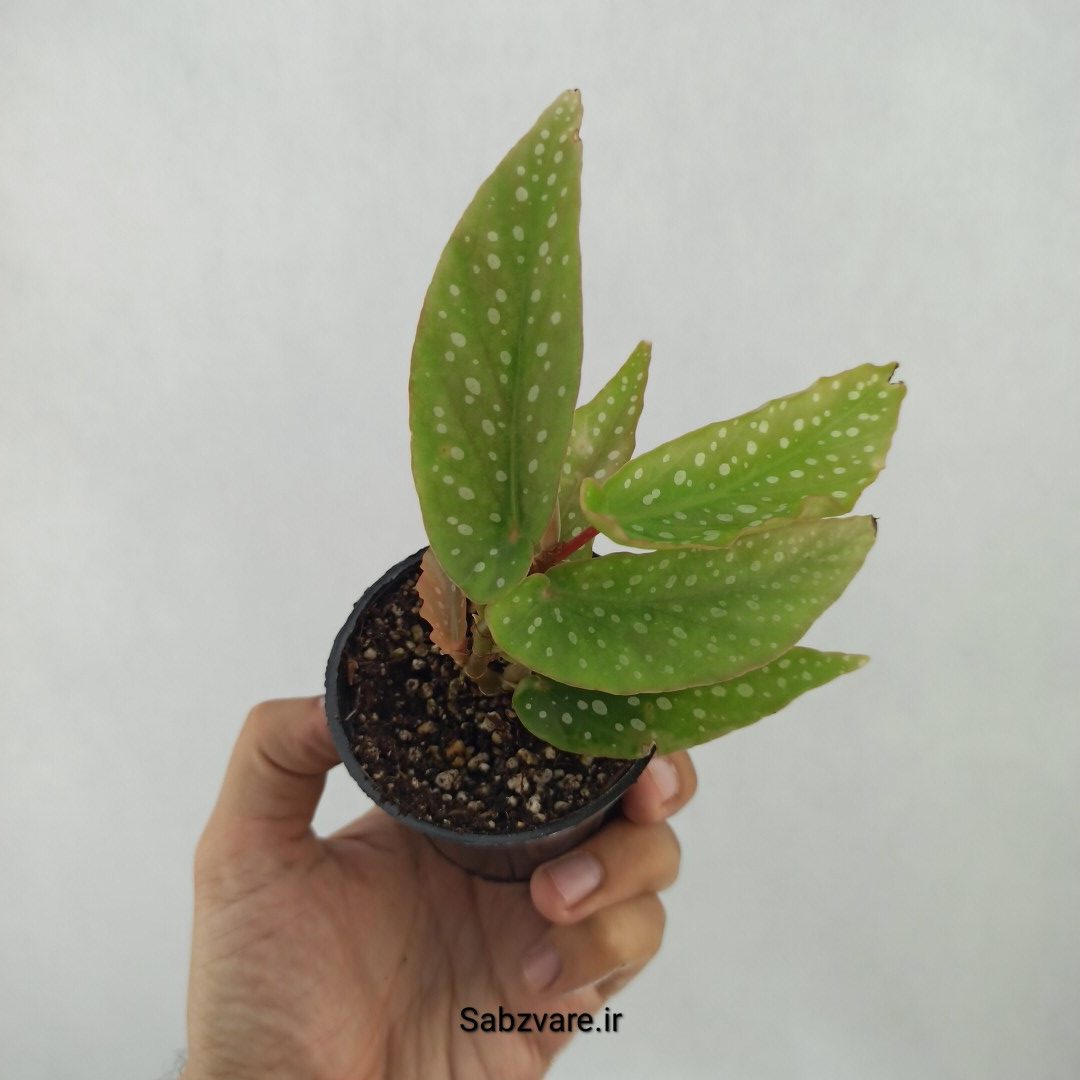 بگونیا آلبوپیکتا (M25018)