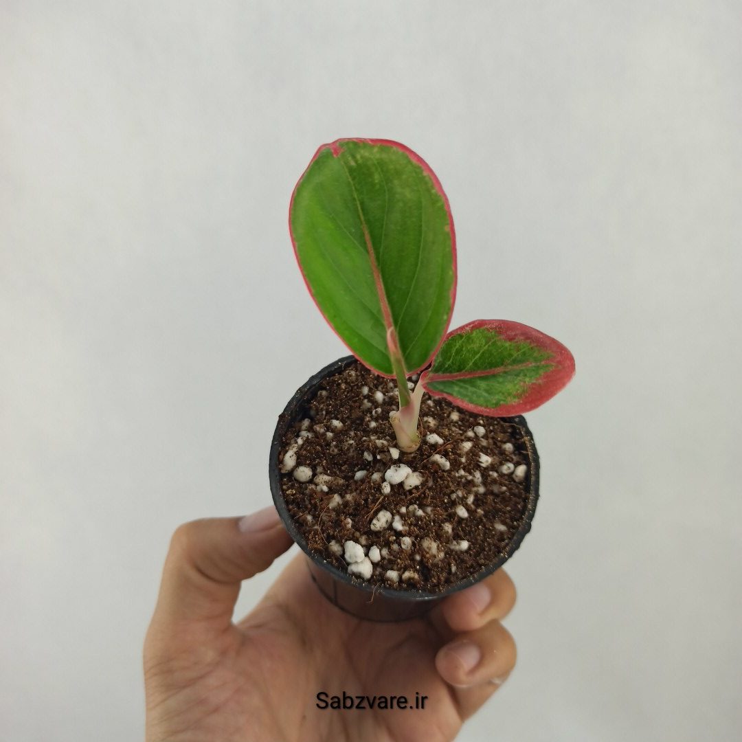 آگلونما رنگی (M25013)