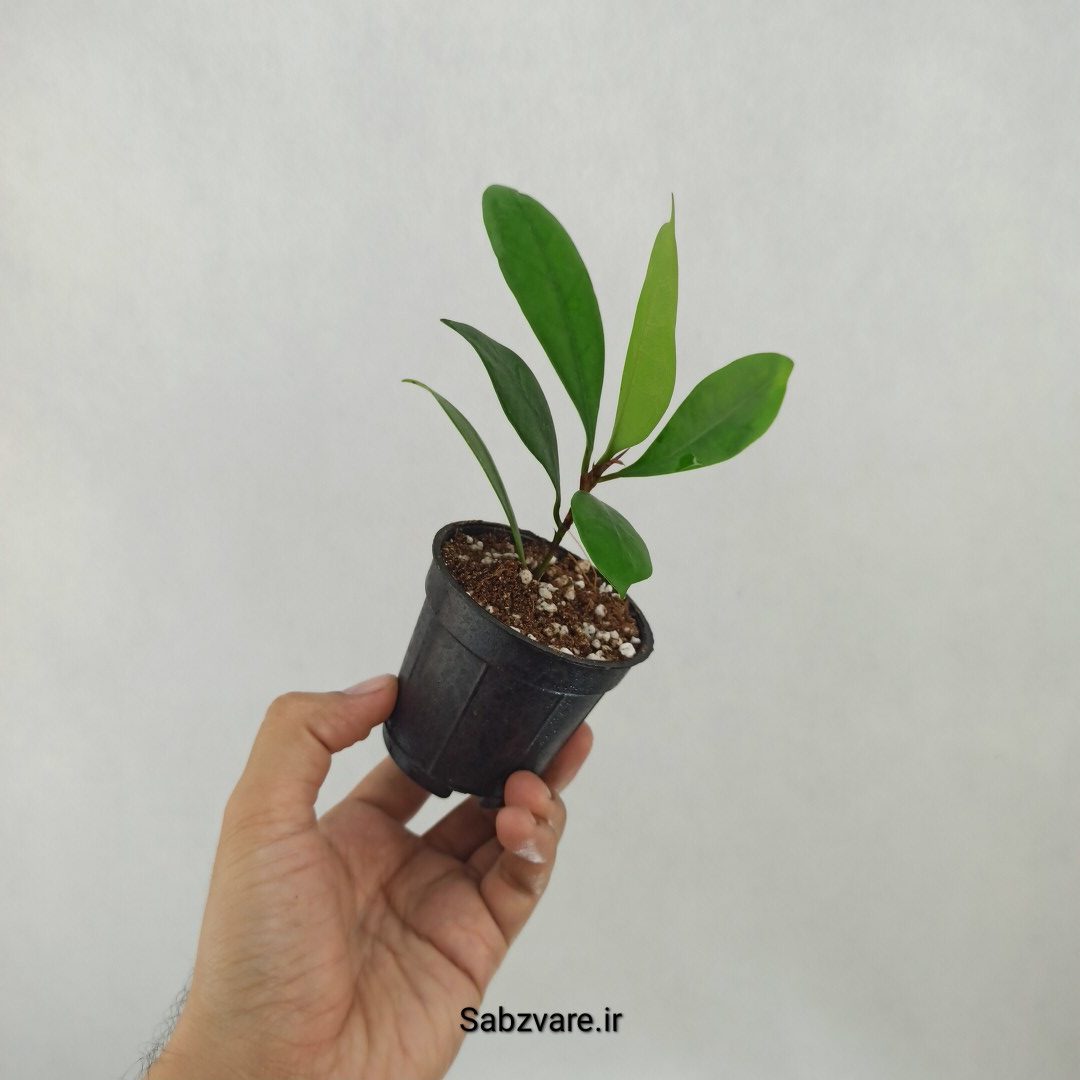 فیکوس پولا (M25009) - Image 2