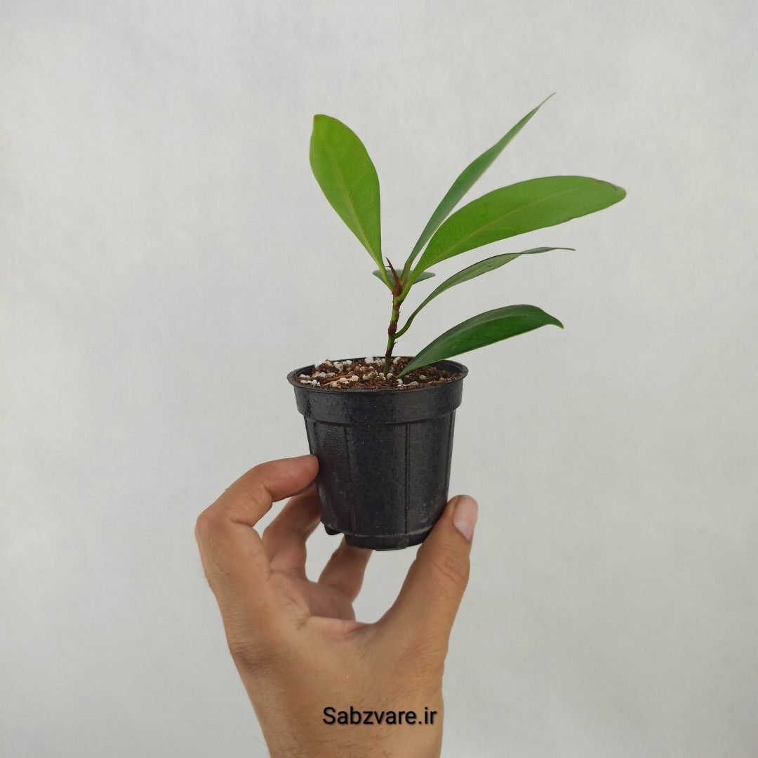 فیکوس پولا (M25009) - Image 3