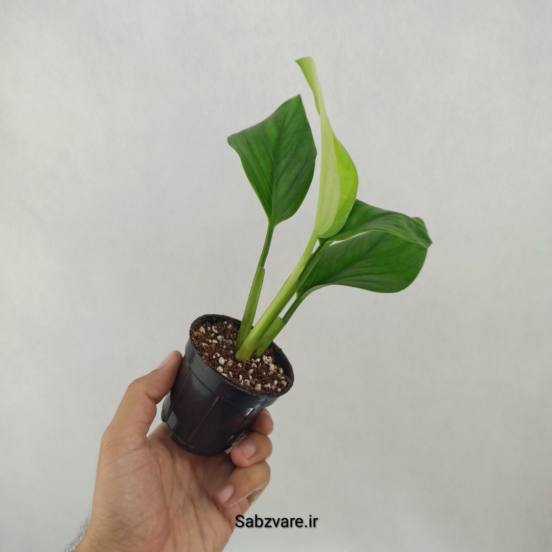 پتوس شیخی (L25007) - Image 3