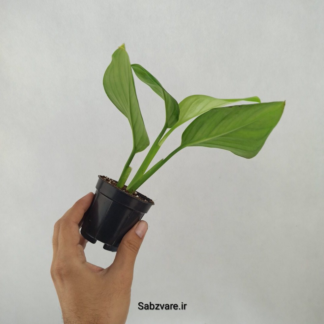 پتوس شیخی (L25007) - Image 2