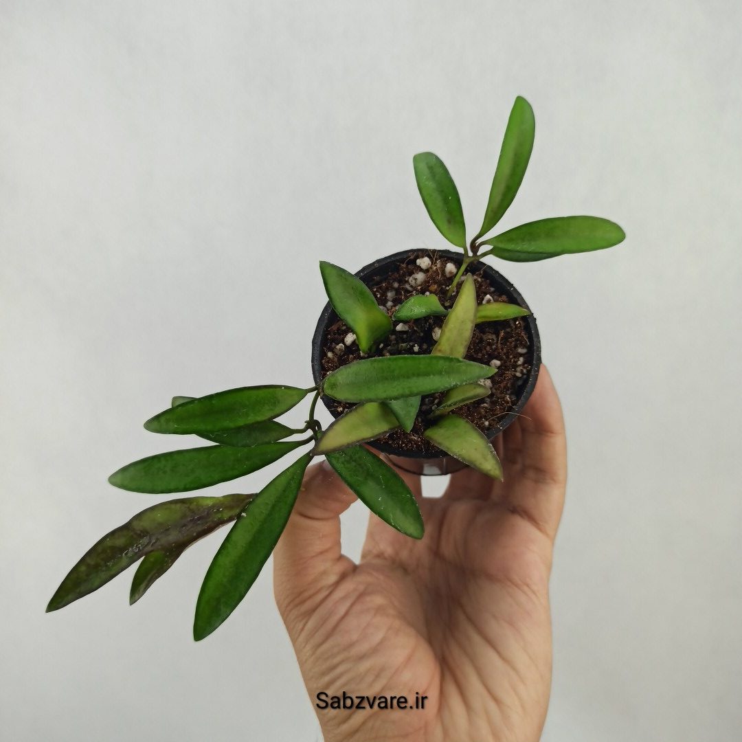 هویا کنتیانا سبز (L25004) - Image 3