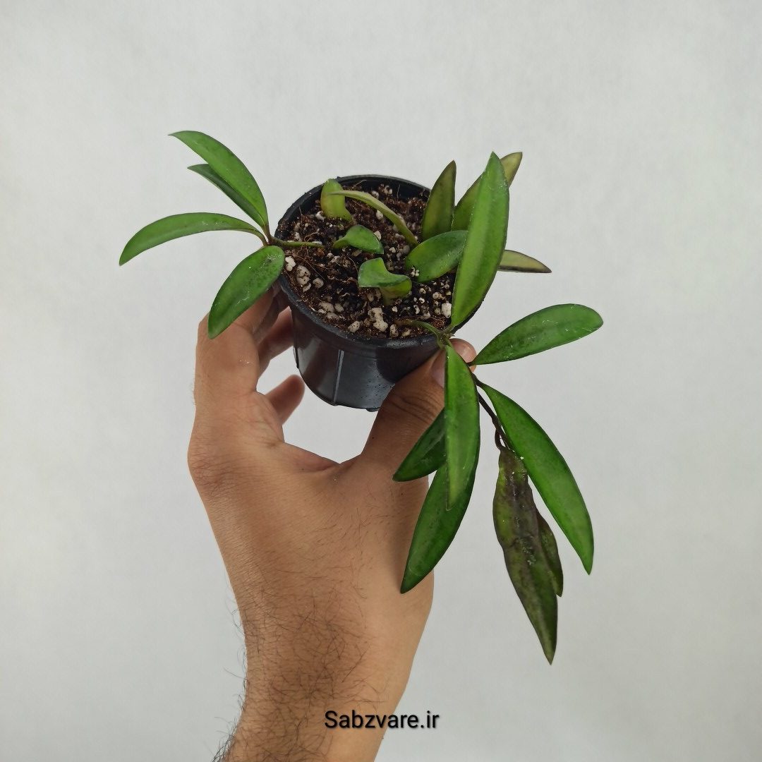 هویا کنتیانا سبز (L25004)