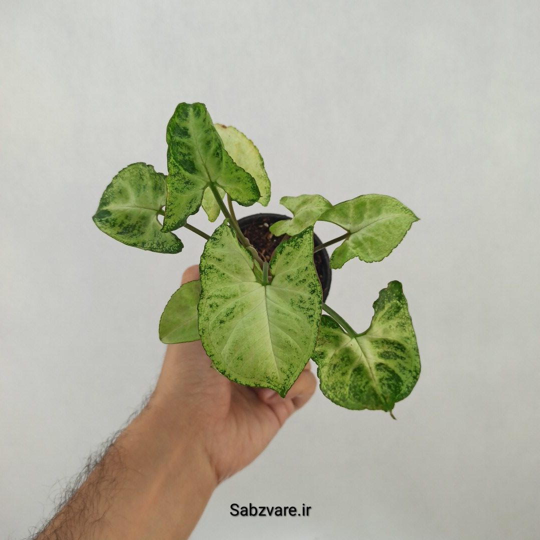 سینگونیوم مینیاتوری (N25049)