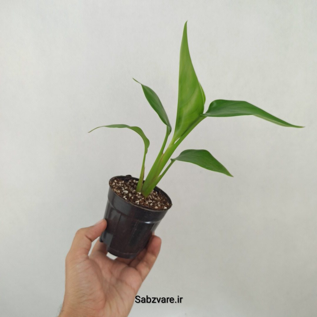 استرلیتزیا نیکولای (N25045) - Image 3