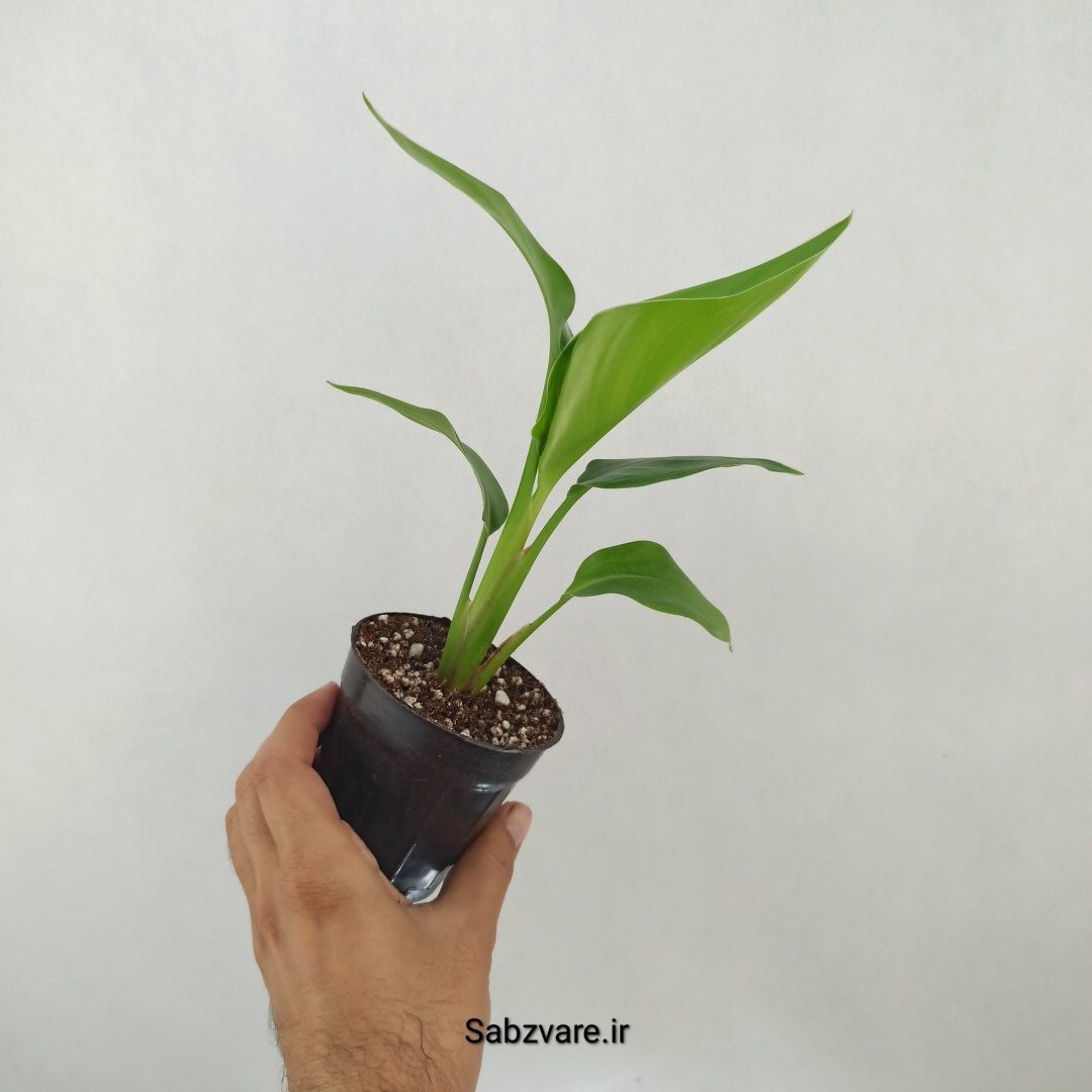 استرلیتزیا نیکولای (N25045) - Image 2