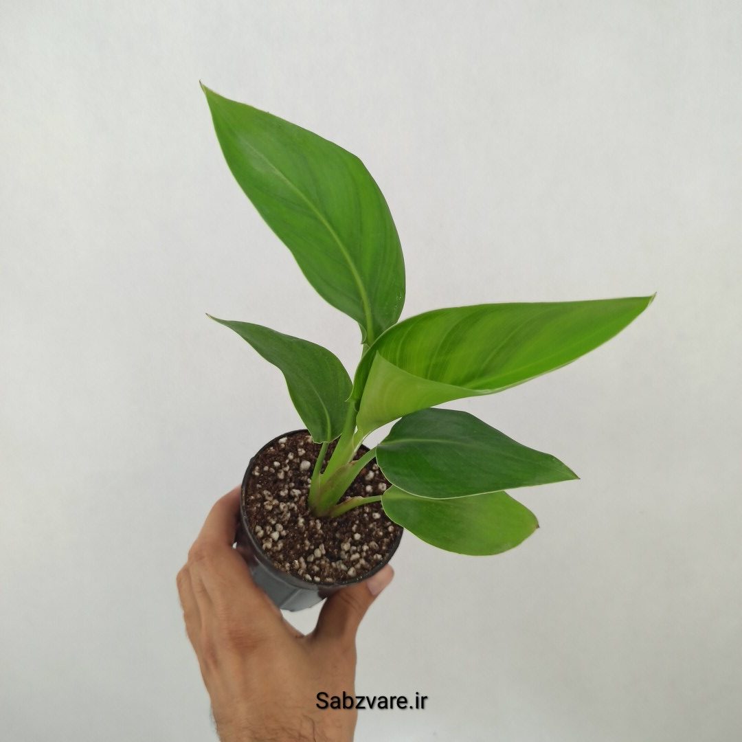 استرلیتزیا نیکولای (N25045)