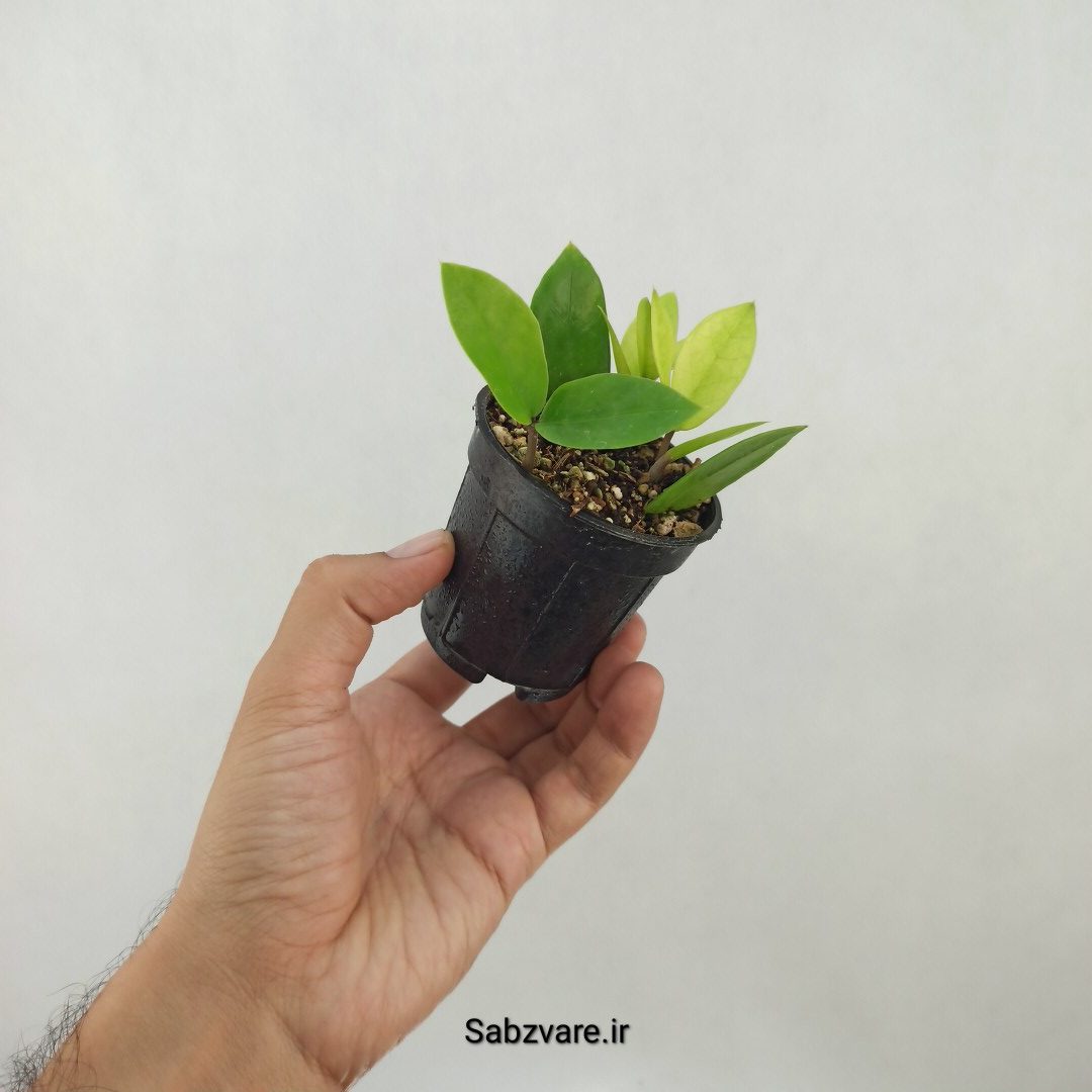 زامیفولیا ابلق رقم آکیبونو (N25044) - Image 3