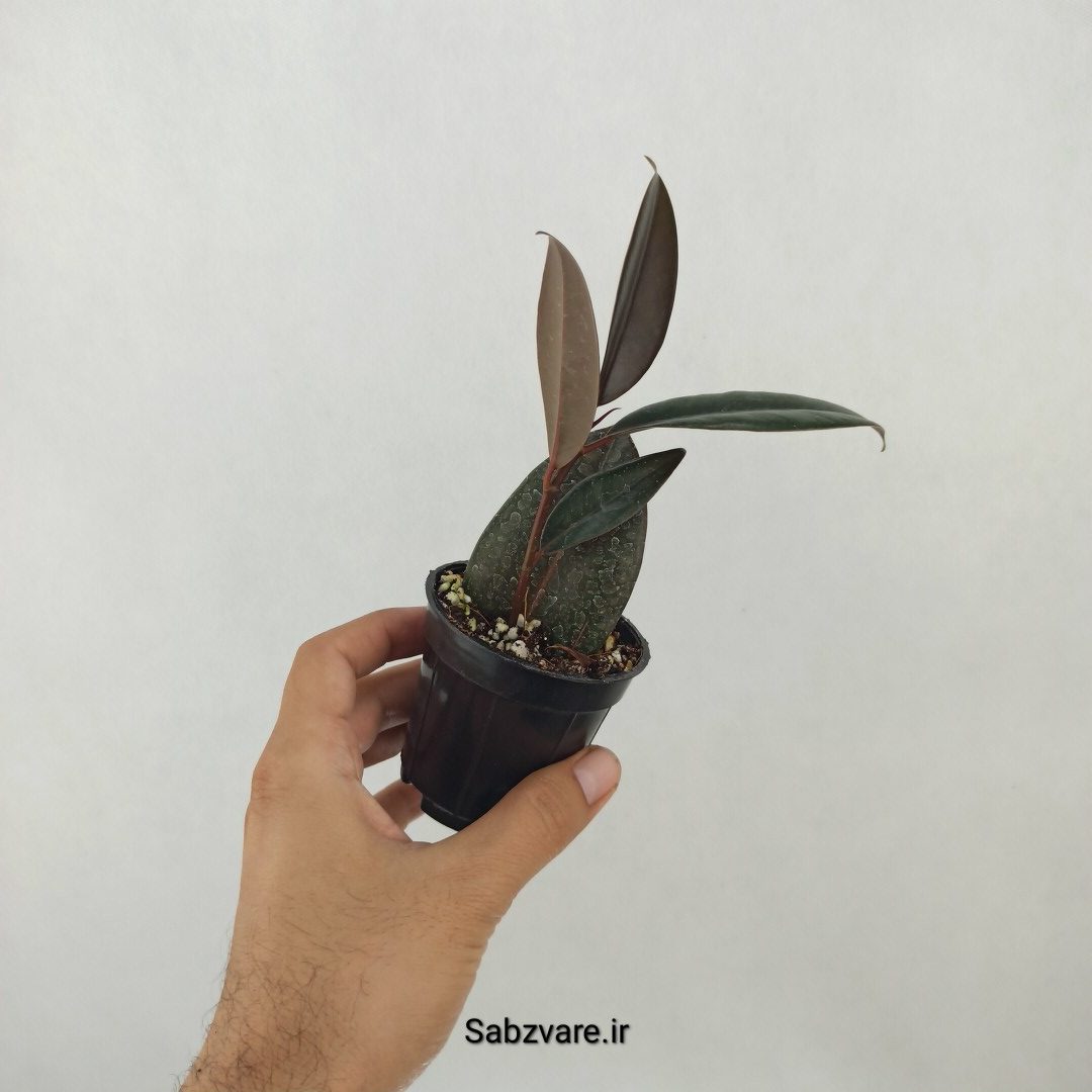 فیکوس سوپر بلک (N25042) - Image 2