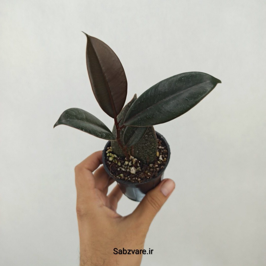 فیکوس سوپر بلک (N25042)