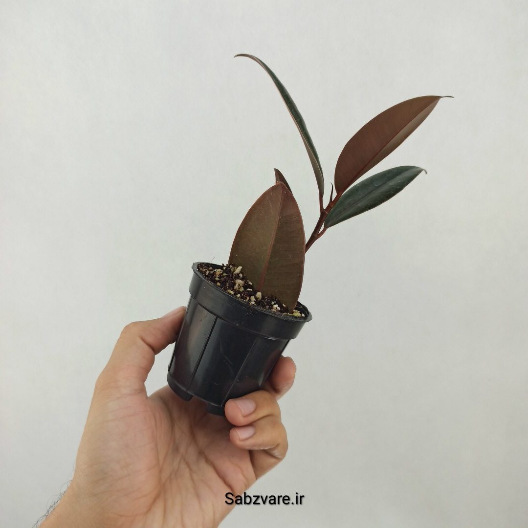 فیکوس سوپر بلک (N25042) - Image 3