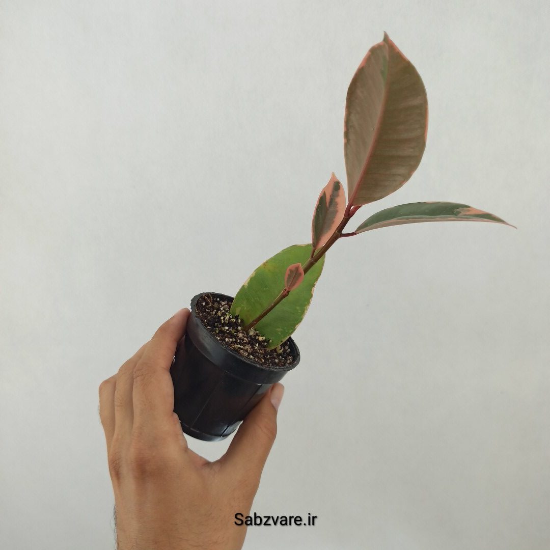 فیکوس شرابی (N25039) - Image 3