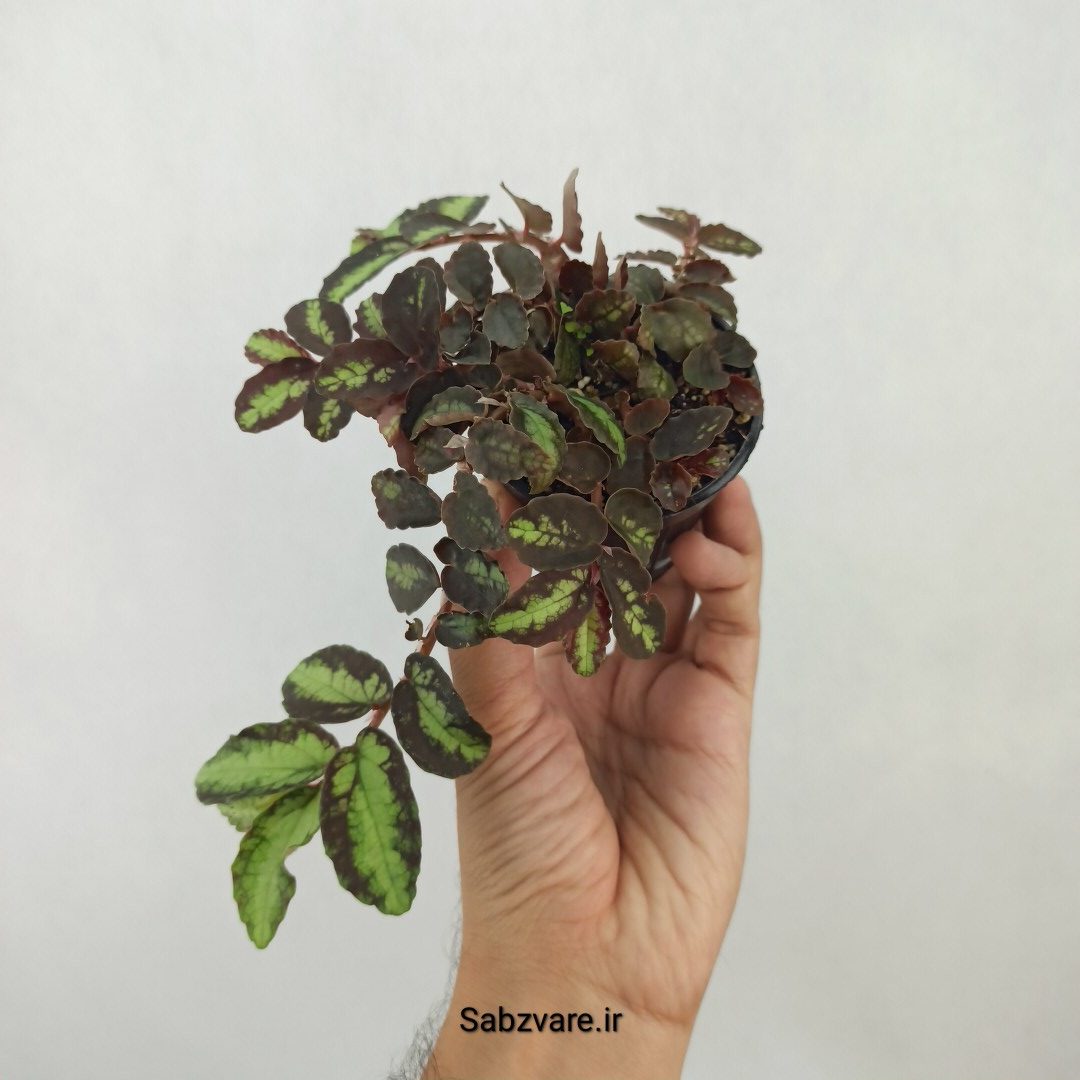 پلیونیا (N25035) - Image 3
