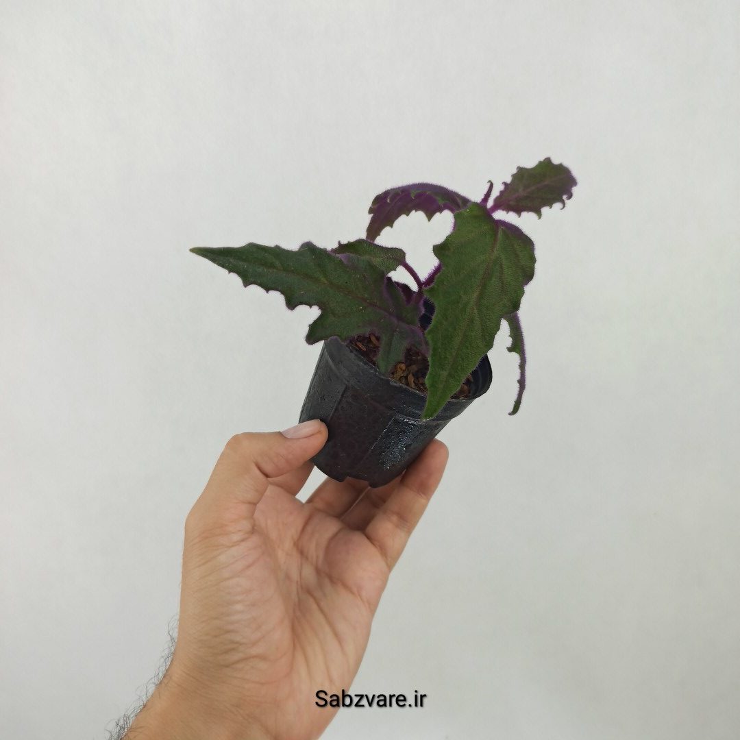 ژینورا یا شب تاب (N25030) - Image 3