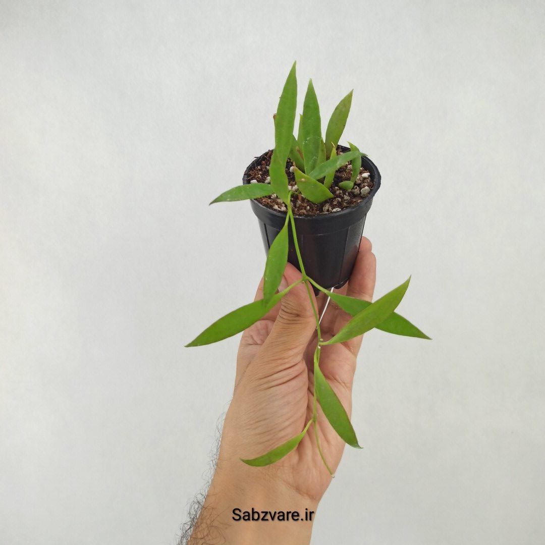 هویا تسانگی ادتیا (P25086)