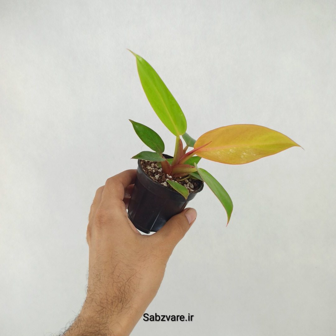 فیلودندرون پرتقالی (P25083) - Image 2