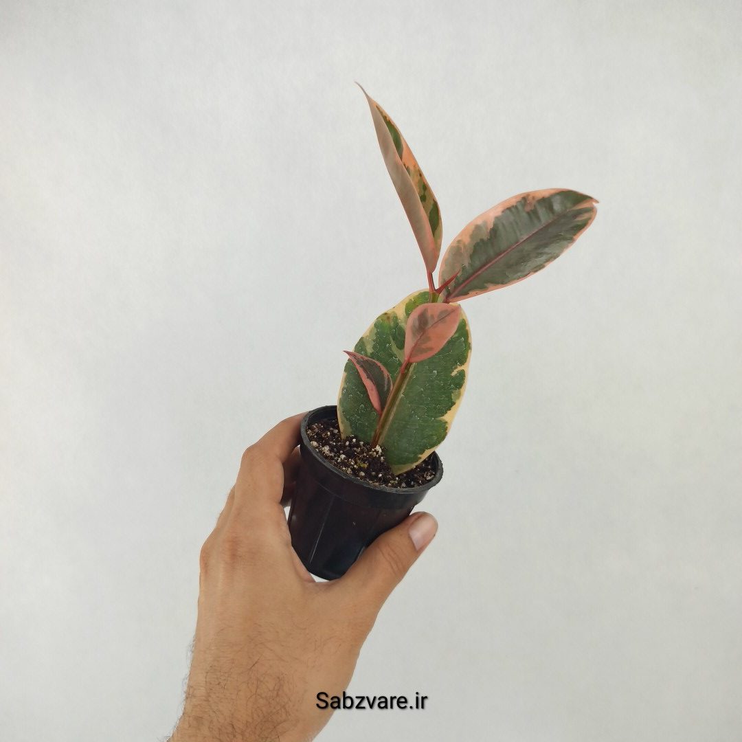 فیکوس شرابی (P25082) - Image 2