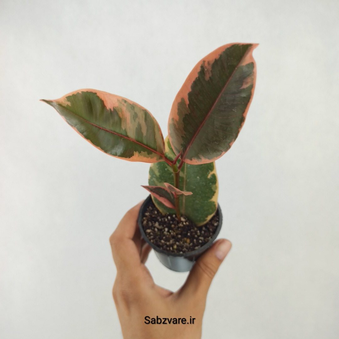 فیکوس شرابی (P25082)