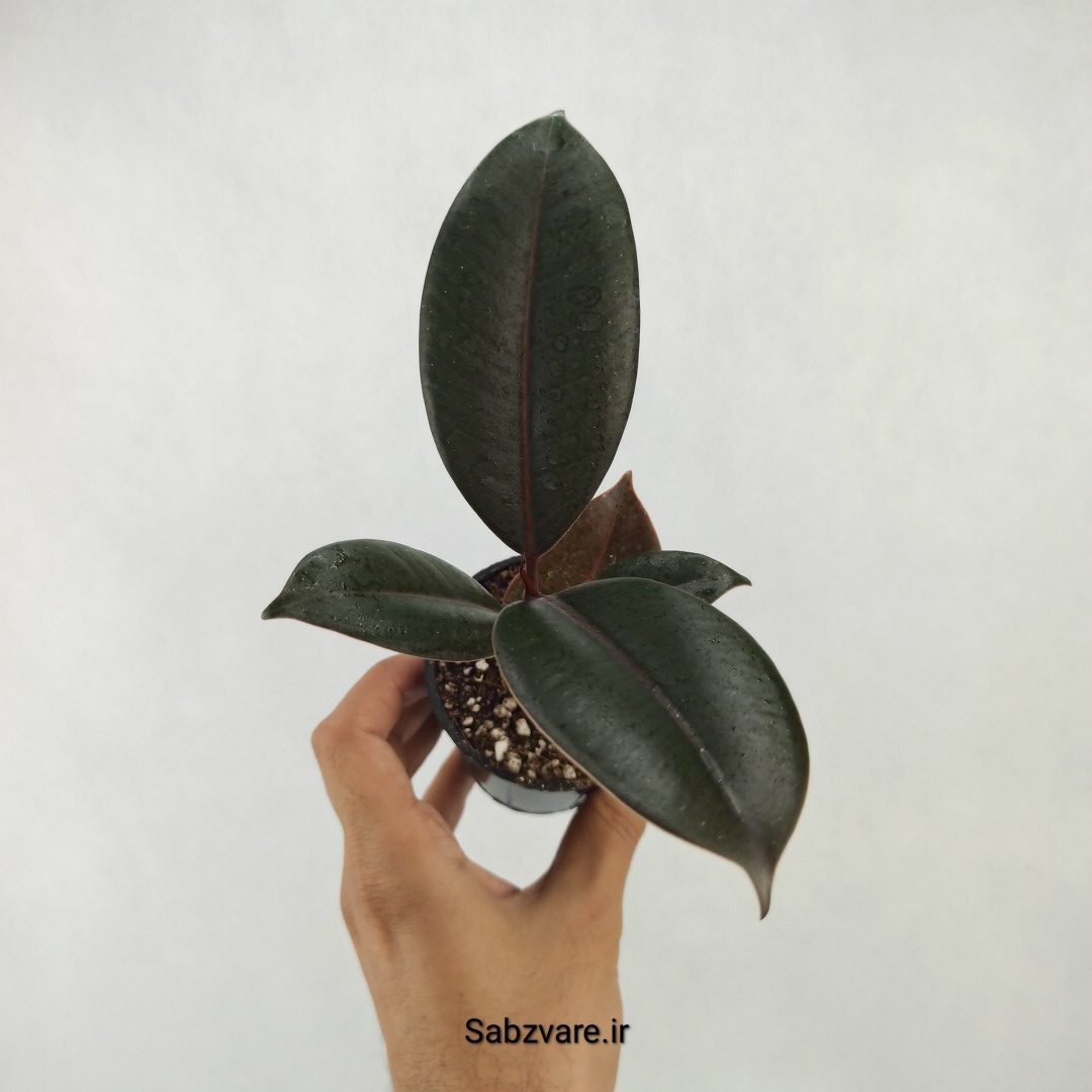 فیکوس سوپر بلک (P25072)