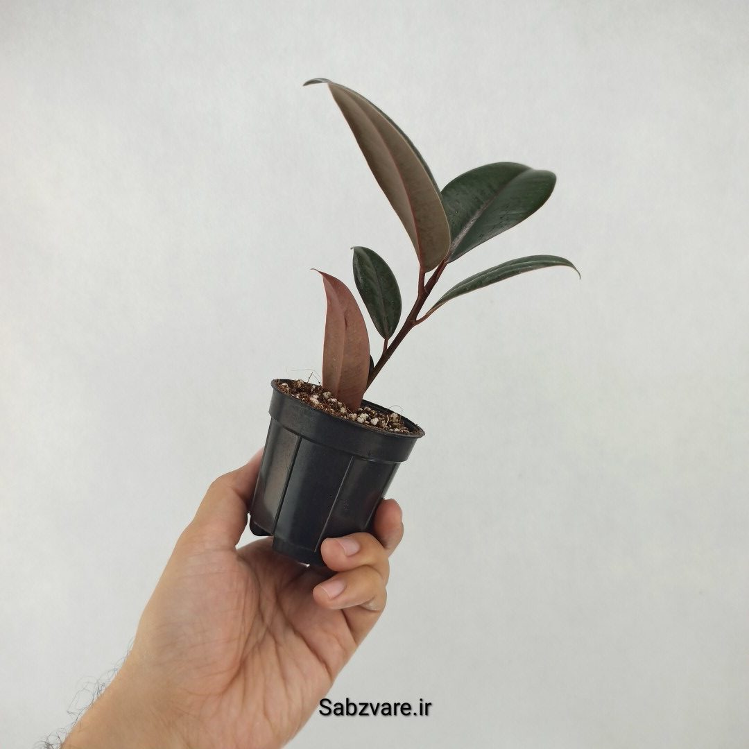 فیکوس سوپر بلک (P25072) - Image 2