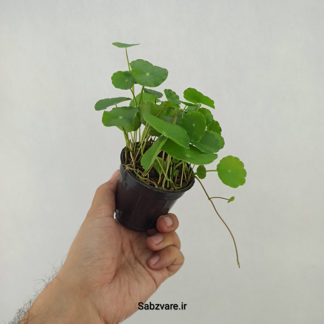 هیدروکوتیل ورتیسیلاتا (P25089) - Image 3