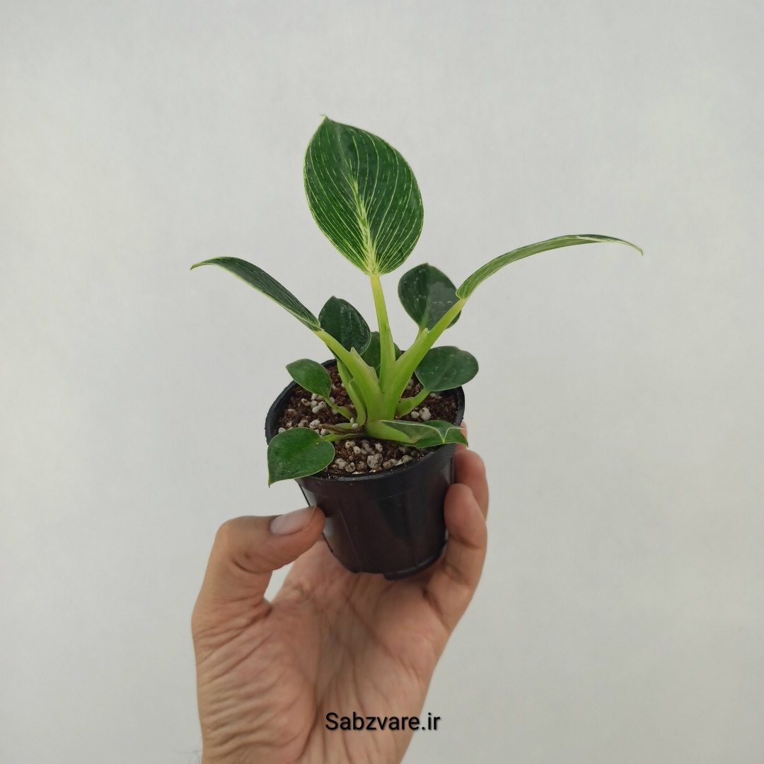 فیلودندرون برکین (P25091) - Image 3