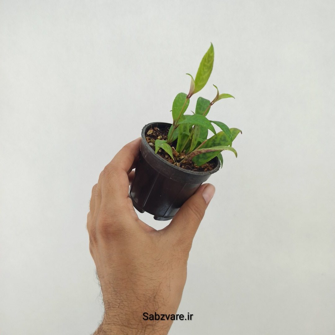 آشیانتوس لانگیکالیس (Q25109)