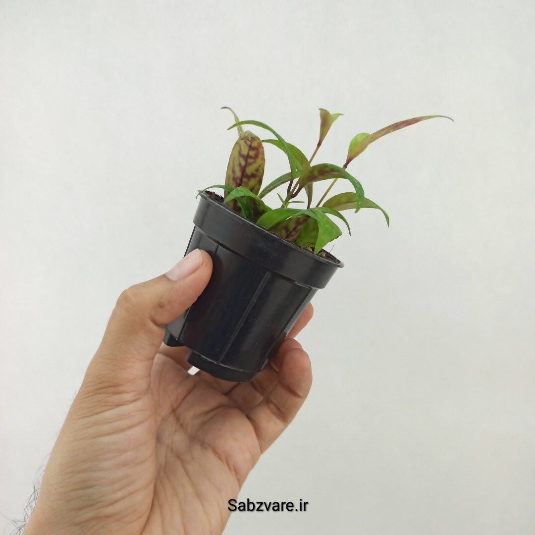 آشیانتوس لانگیکالیس (Q25109) - Image 3