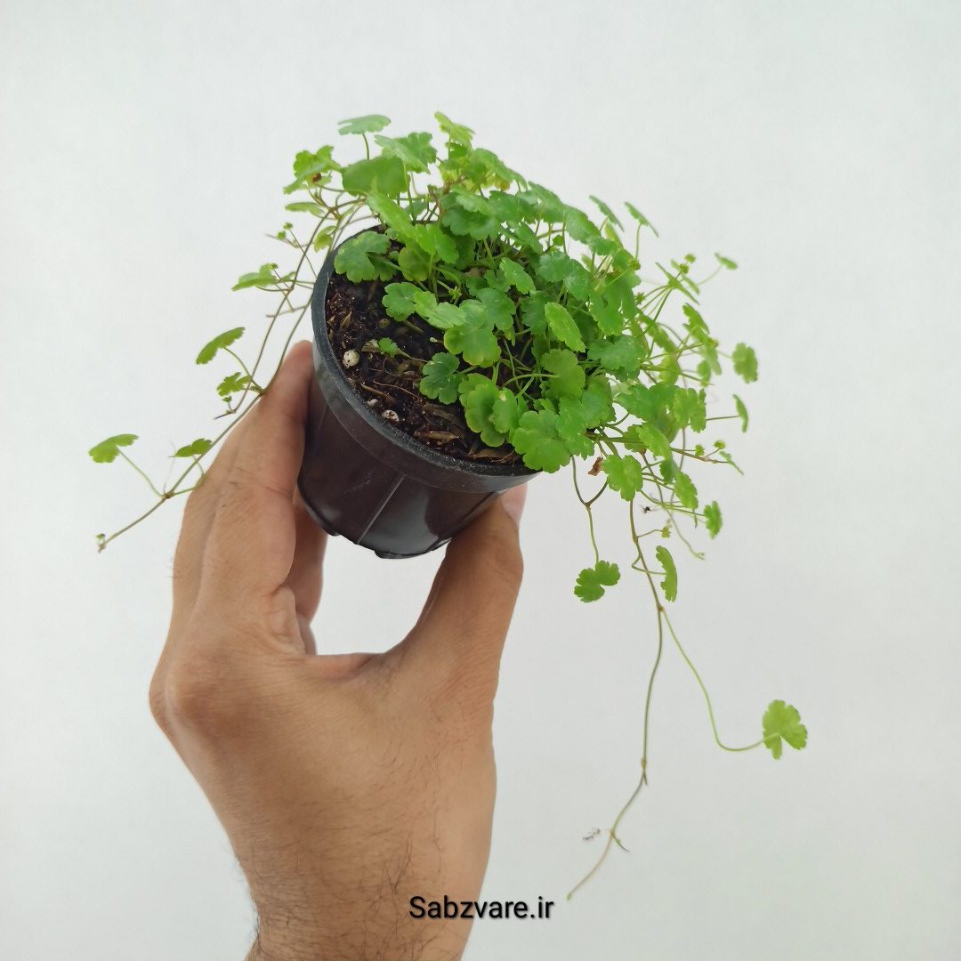 هیدروکوتیل تریپارتیتا (R25113) - Image 3
