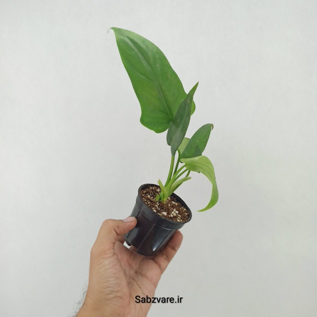 فیلودندرون برگ ویولونی (R25116)