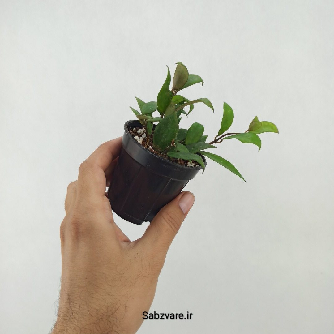 هویا لاکونزا (R25120)