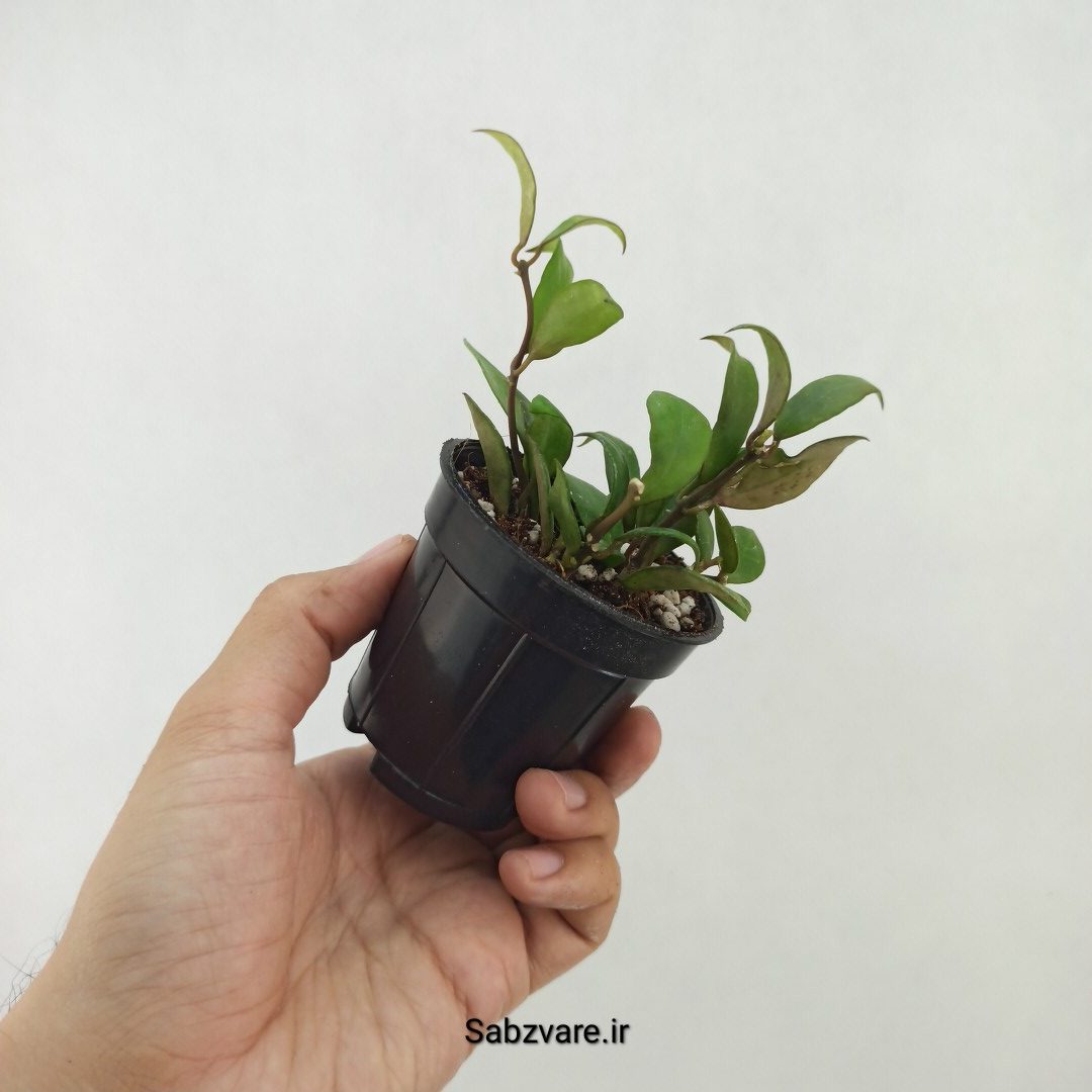 هویا لاکونزا (R25120) - Image 3